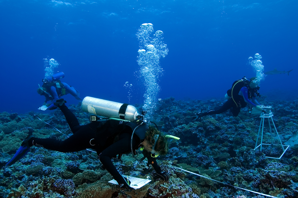 The Difference Between Oceanography And Marine Biology The Difference Between Oceanography And Marine Biology