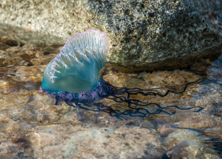Portuguese Man-o-War Facts: Habitat, Diet, Conservation & More