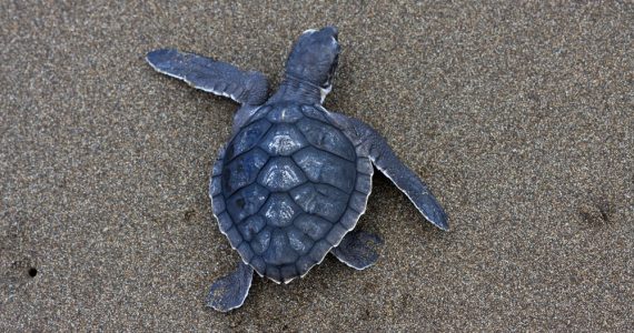 rare and endangered ridley sea turtle