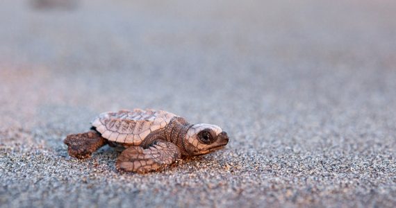 kemps ridley sea turtle on the sand