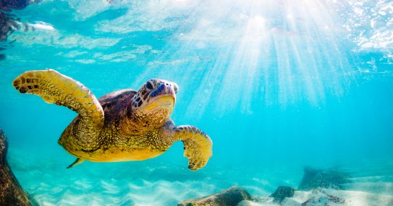 sea turtle swimming in the ocean