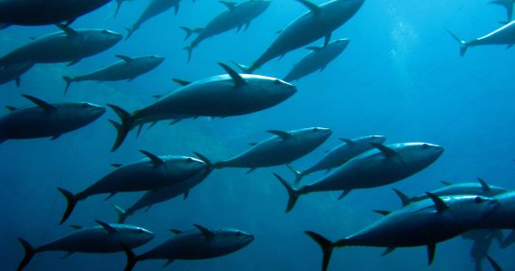 tuna swimming in the ocean
