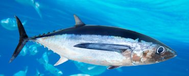 Albacore Tuna Thunnus Alalunga underwater in ocean