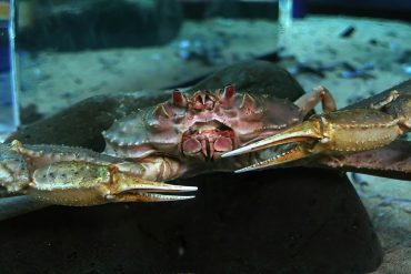 The Difference Between Bairdi Crab and King Crab