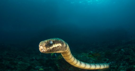 Banded Sea Snake close head shot underwater