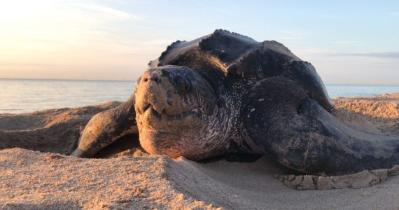 Leatherback is the biggest living sea turtle