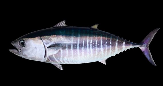 Blackfin Tuna Thunnus Atlanticus swimming underwater