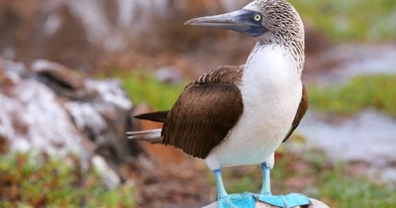 Blue-footed Booby with blue feet closeup photo