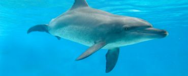 Common Bottlenose Dolphin swimming underwater