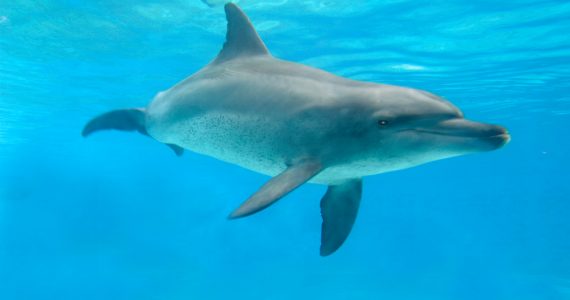 Common Bottlenose Dolphin swimming underwater