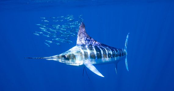Striped Marlin is a Different Type of Billfish