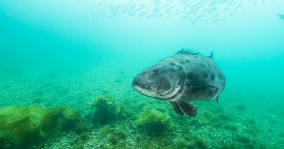 Different Types of Black Sea Bass species underwater
