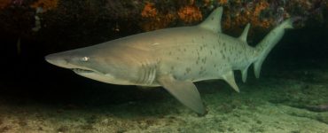 Giant Sea Bass hunting small sand sharks