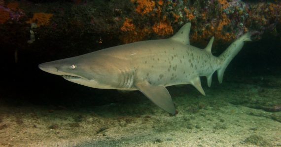 Giant Sea Bass hunting small sand sharks