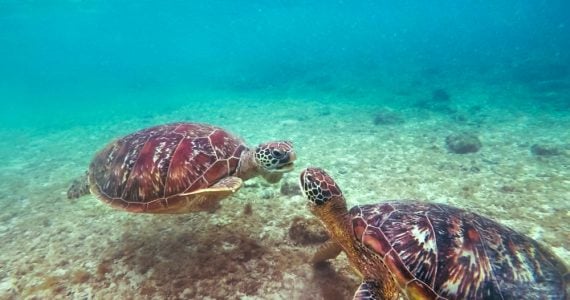 underwater photo of two green sea turtles communicating
