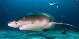 Are Lemon Sharks Dangerous?
