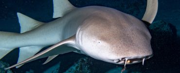 Nurse Shark under the ocean in reefs