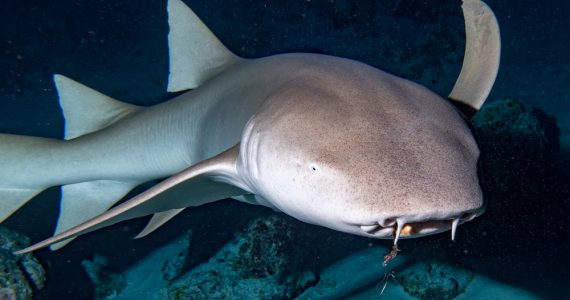Nurse Shark under the ocean in reefs