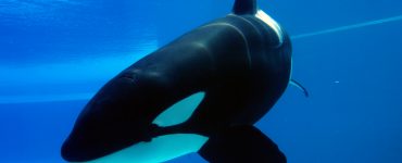 Orca playing in a pool of blue water