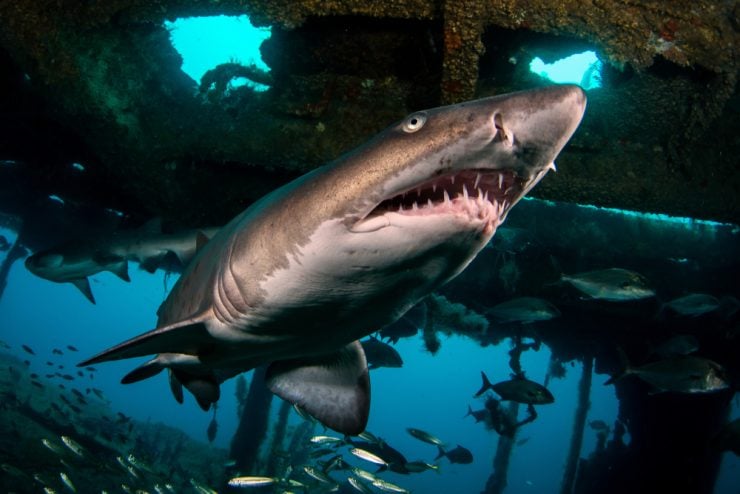 Scared Shark Should You Be Scared of Sharks?