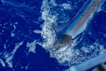 Different Types of Billfish Explained - American Oceans