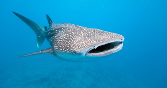 Whale Sharks gentle harmless giants
