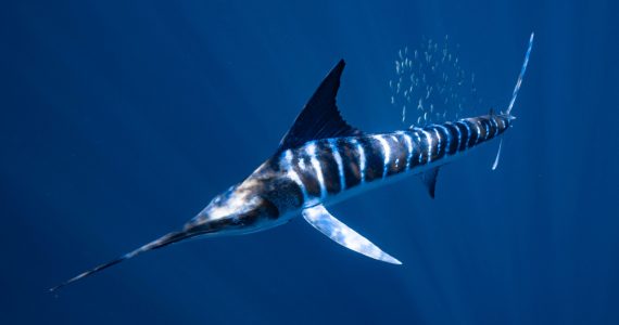Billfish Striped-Marlin swimming under the ocean
