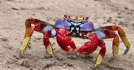 big crab with different colors from island