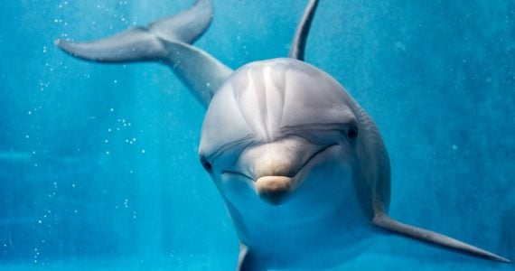 dolphin portrait shot underwater view