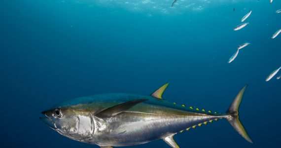 Underwater closeup of Yellowfin Tuna Thunnus Albacares