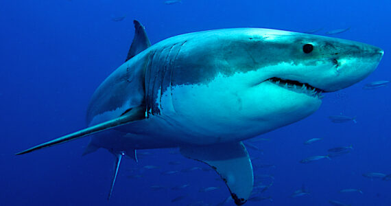 biggest sharks in the ocean