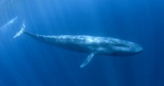 a blue whale deep in the ocean