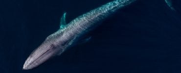 large blue whale