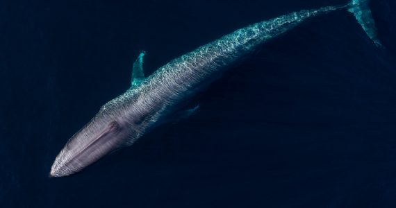 large blue whale