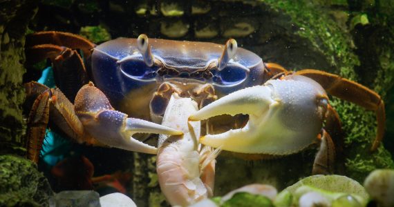 meat-loving crabs eat shrimp to their diet
