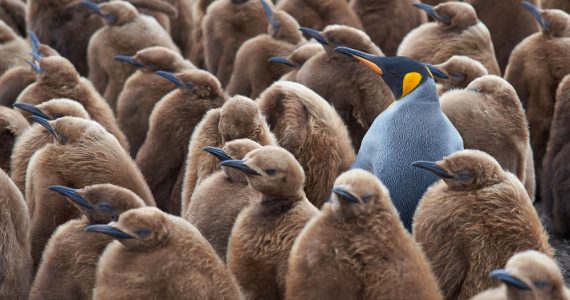 different types of penguins standing with birds