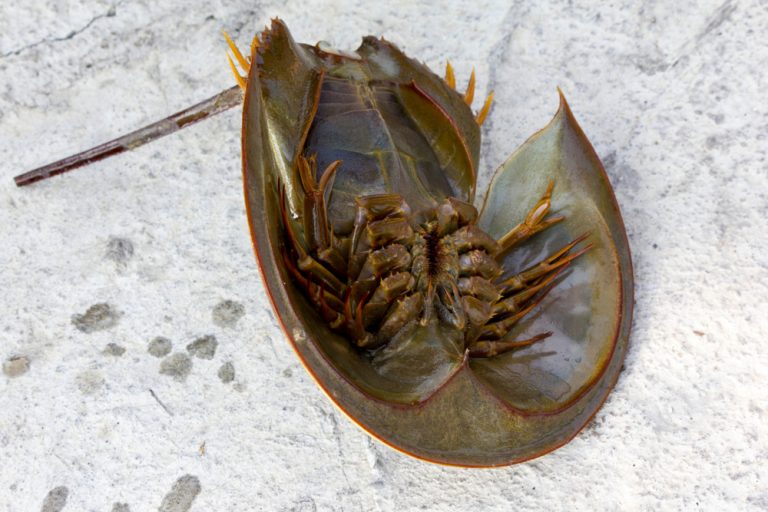 Are Horseshoe Crabs Dangerous to Humans? American Oceans