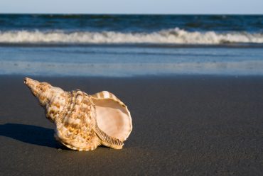A Guide to the World's Most Expensive Shells