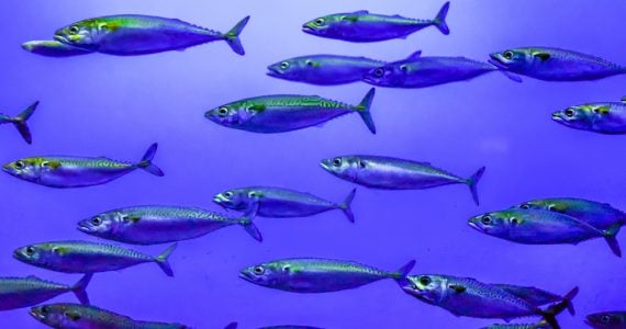 school of mackerel