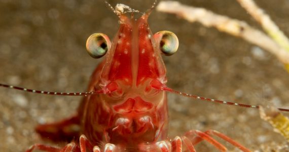 a close up of a shrimp