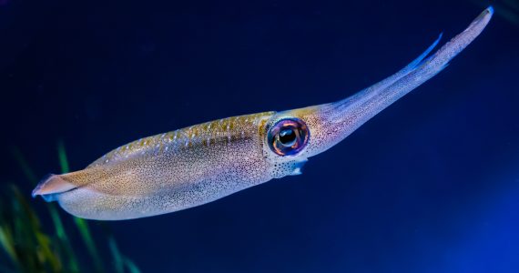 squid for swordfish to eat prey