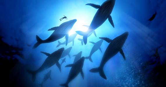 whale species of different types swimming underwater