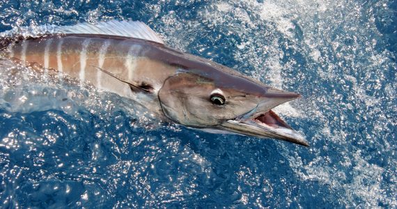 Wahoo or Acanthocybium solandri found in tropical waters