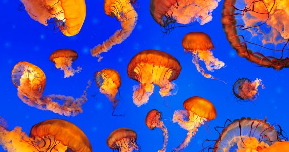 atlantic sea nettle stinging and eat other jellyfish