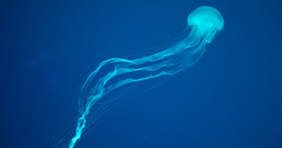 australian box jellyfish long venomous tentacles