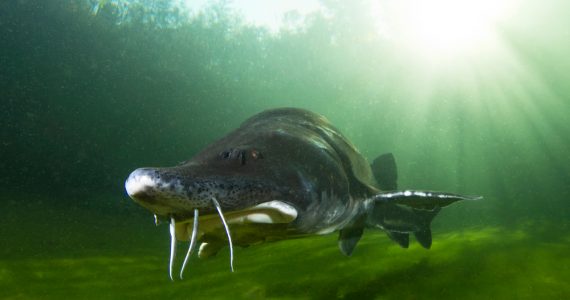 beluga sturgeon ten feet portrait length view