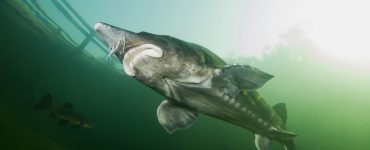 humpbacked beluga sturgeon finding eggs for reproduction