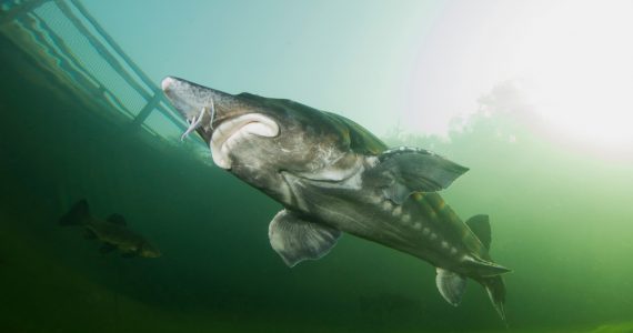 humpbacked beluga sturgeon finding eggs for reproduction