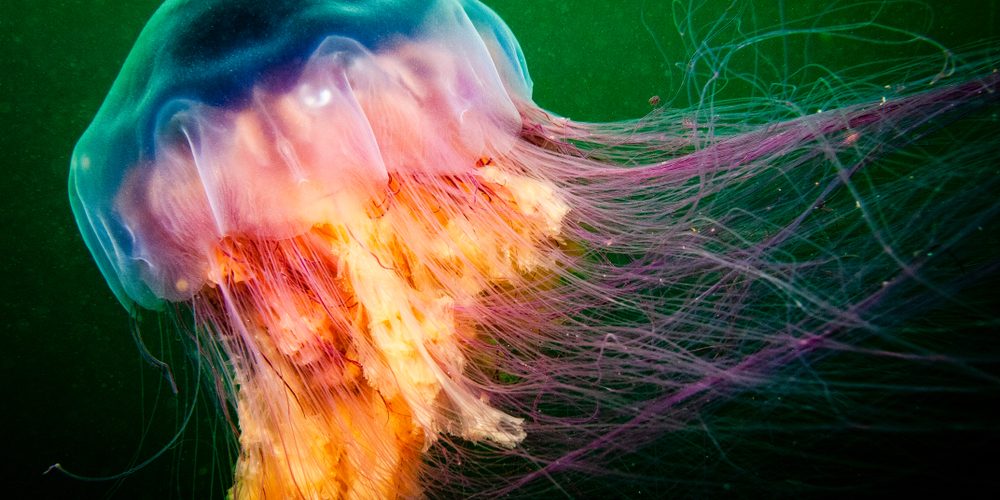 American Oceans: Learn About the World's Oceans & Marine Life