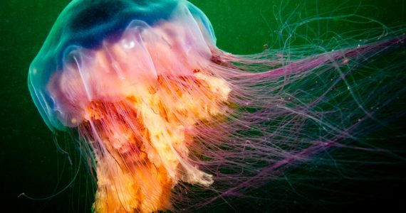 biggest jellyfish lion’s mane sea creatures
